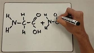 Image result for Amino Acid Condensation Reaction