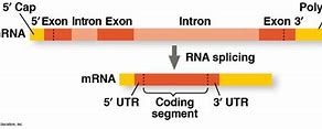 Image result for Introns Exons pre-mRNA