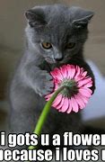 Image result for Cute Smile Cat Flower Meme