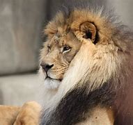 Image result for Lion