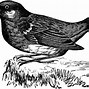 Image result for Bird Clip Art Black and White