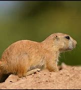 Image result for Arizona Prairie Dog