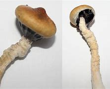Image result for Mummies Disease in Mushroom