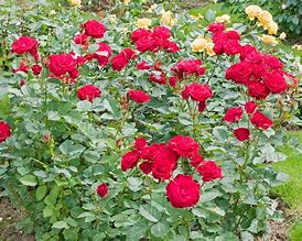 Image result for Rosa Wettra