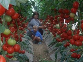 Image result for Tomato Tree Seeds