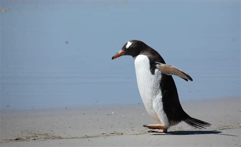 Image result for Gentoo Penguin