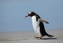 Image result for Penguin Walk