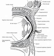 Image result for Molluscum On Eyelid