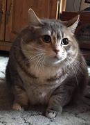 Image result for Chonker Puppo