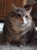 Image result for Top Tier Chonker