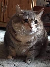 Image result for Mr Chonkers Cat
