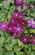 Image result for Clematis Voluceau