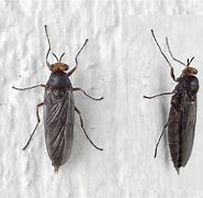 Image result for Cricketr Insect