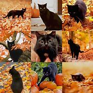 Image result for Autumn Cat Meme