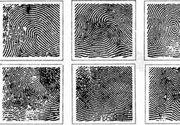 Image result for What Are the Basic Parts of the Fingerprint