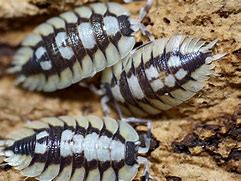 Image result for Isopod Pet