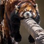 Image result for Panda Style