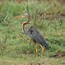 Image result for Ardea purpurea