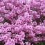 Image result for Syringa chinensis Saugeana