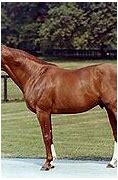 Image result for Bold Ruler Horse