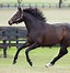 Image result for American Horse Breeds