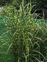 Image result for MISCANTHUS SIN. PUNKTCHEN = ZEBRINUS