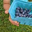 Image result for Blueberry Farm