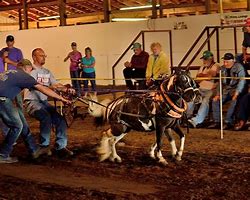 Image result for Miniature Draft Horses