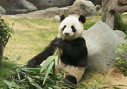 Image result for Ocean Park Panda