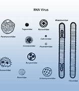 Image result for RNA Virus