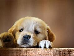 Image result for Animal Wallpaper Dogs