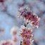 Image result for Cherry Blossoms above a Stream in Tsuzuki Ward Yokohama Japan