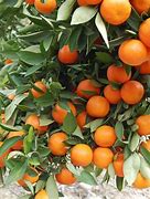 Image result for Orange Tree with Fruit