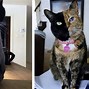 Image result for Unusual Cat Markings