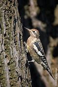 Image result for Sphyrapicus Picidae