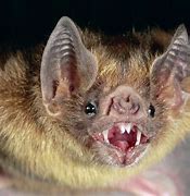 Image result for Vampire Bat African