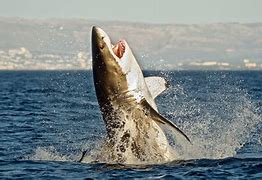 Image result for Great White NS Male Starts B