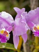 Image result for What Is the National Flower of Brazil