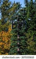 Image result for Monopole Tree