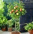 Image result for Small Appel Tree