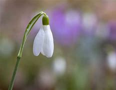 Image result for Galanthus Pausbacke