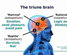 Image result for Trium Brain