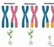 Image result for Homozygous Picture