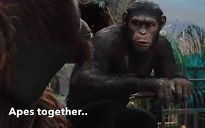 Image result for Apes Shrug