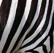 Image result for Zebra iPhone 5 Cases