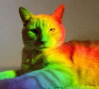 Image result for Rainbow Cat Meme What Is It Called