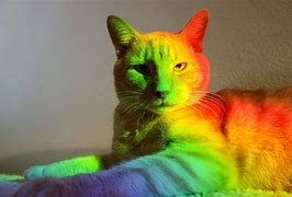 Image result for Cat with Rainbow Know Your Meme