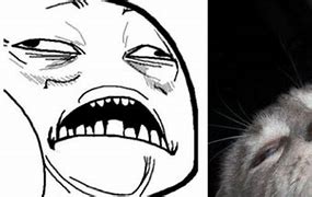 Image result for Rage Cat Meme Funny