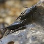 Image result for Giant African Cricket