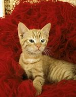 Image result for Red Tabby Cat Kittens